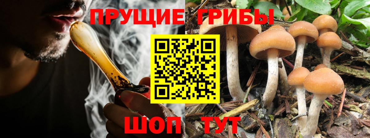 Галлюциногенные грибы Psilocybe Котовск